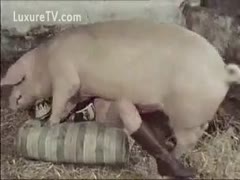 The pig seduces me totally